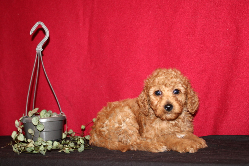 puppy, for, sale, Mini Golden Doodle F1B, Matthew B. Stoltzfus, dog, breeder, Gap, PA, dog-breeder, puppy-for-sale, forsale, nearby, find, puppyfind, locator, puppylocator, aca